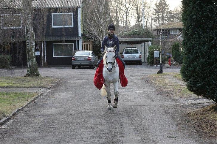 Connemara Flash Point Hedelund ~Polle~ RIP - Nr. 20
På tur ned af villa vejene! :D<3
tak for kigget læg gerne en bedømmels/kommentar så bliver vi glade! <3 billede 20