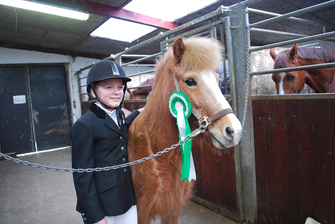 Islænder Glossi billede 6