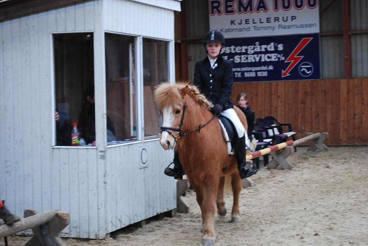 Islænder Glossi - Første stævne sammen billede 5