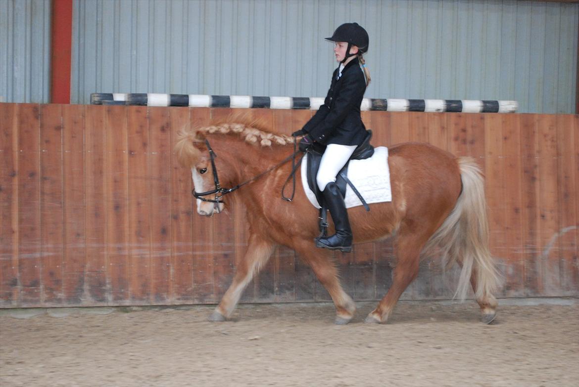 Islænder Glossi billede 8