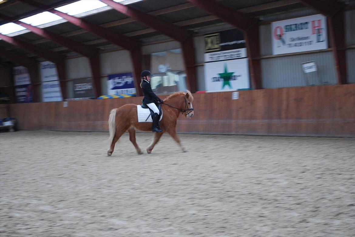 Islænder Glossi billede 9