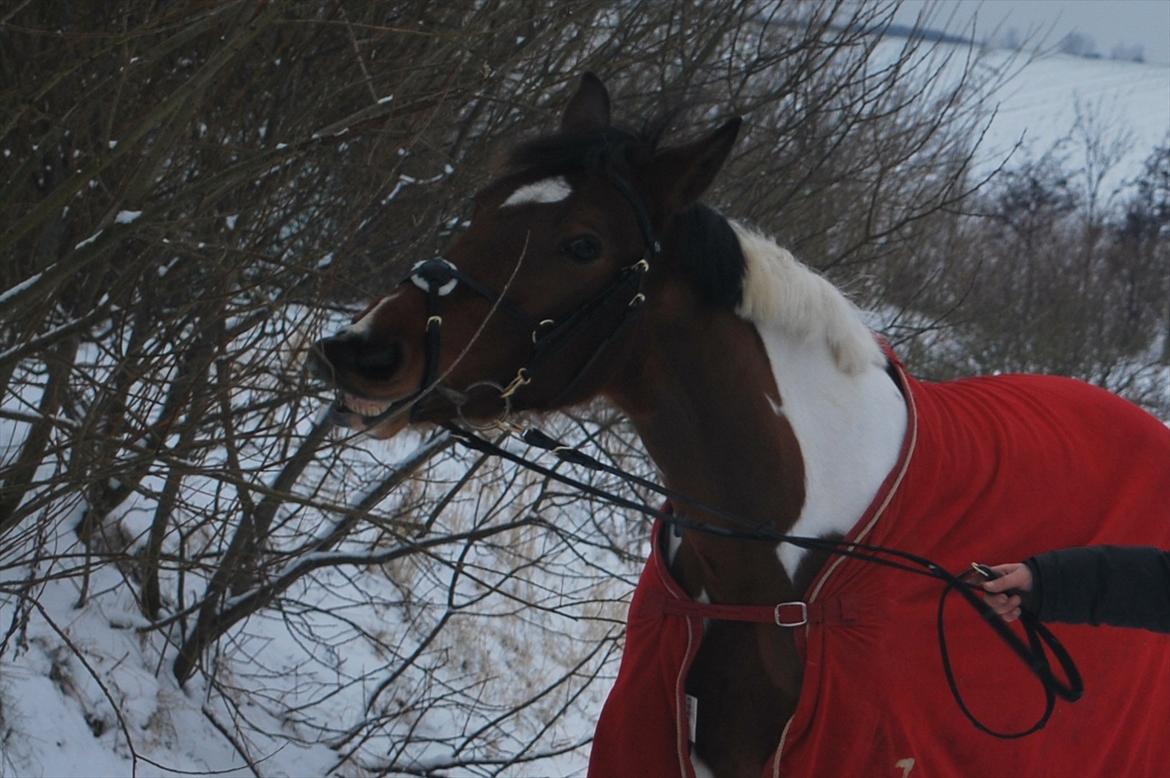 Pinto Lady billede 2