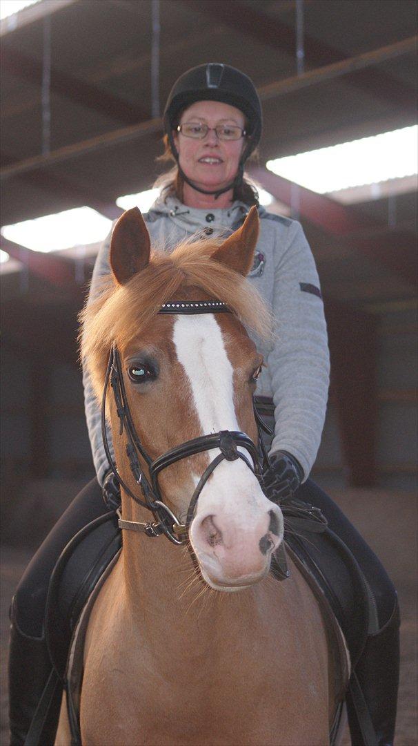 Tysk Sportspony Penny Lane - Penny Lane og jeg billede 1