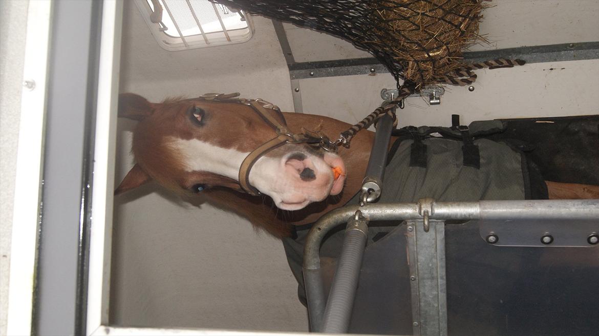 Tysk Sportspony Penny Lane - Gulerødder er kodeordet billede 2