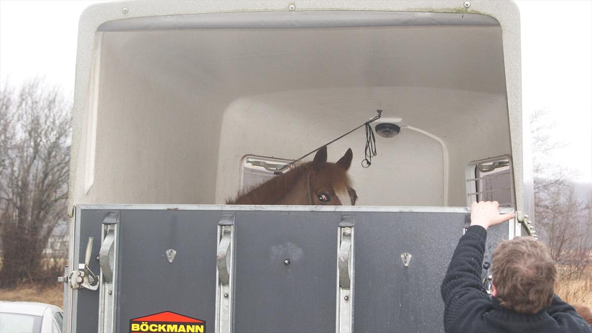 Tysk Sportspony Penny Lane billede 3