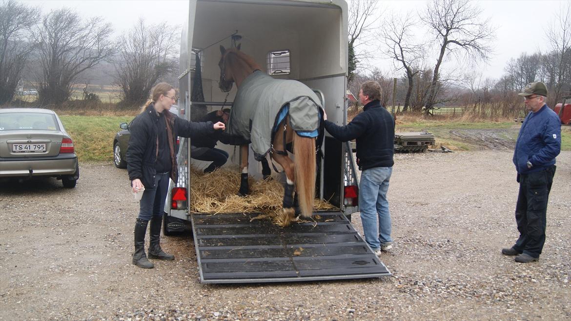Tysk Sportspony Penny Lane - Stille og roligt billede 4