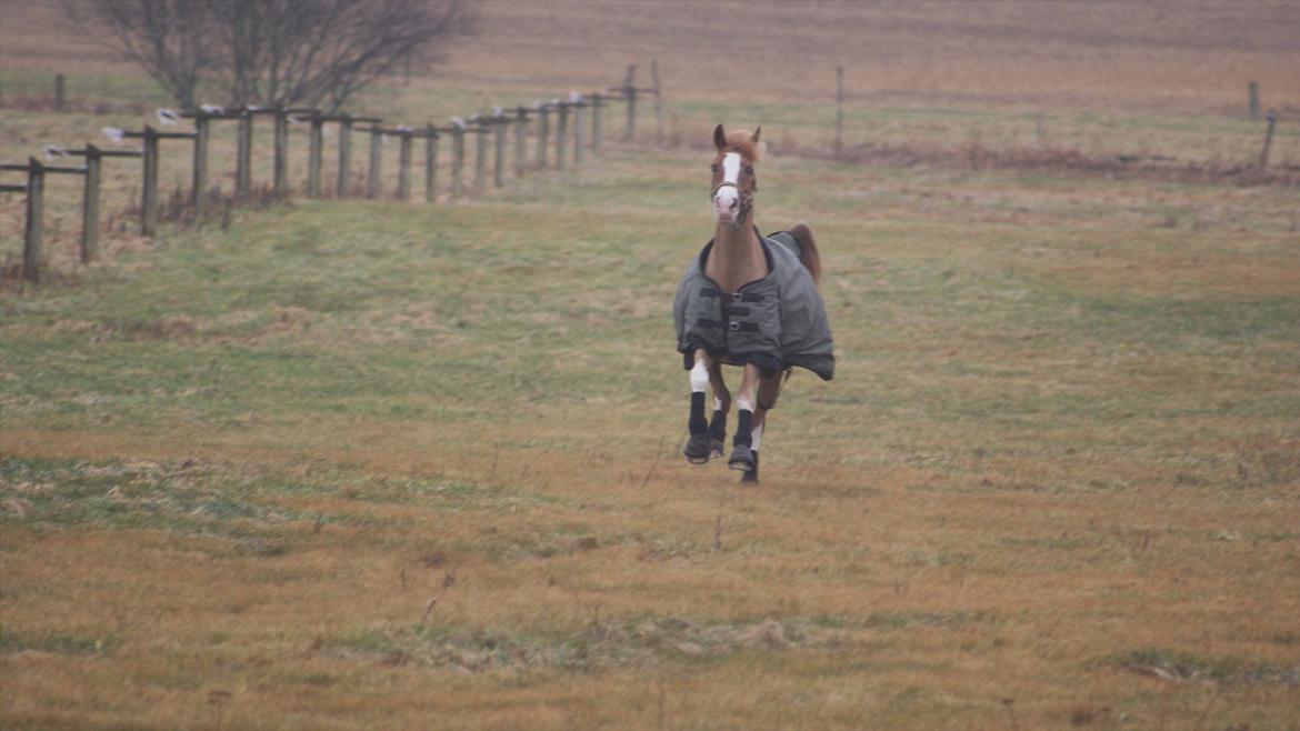 Tysk Sportspony Penny Lane - Juhuu endelig fri billede 5