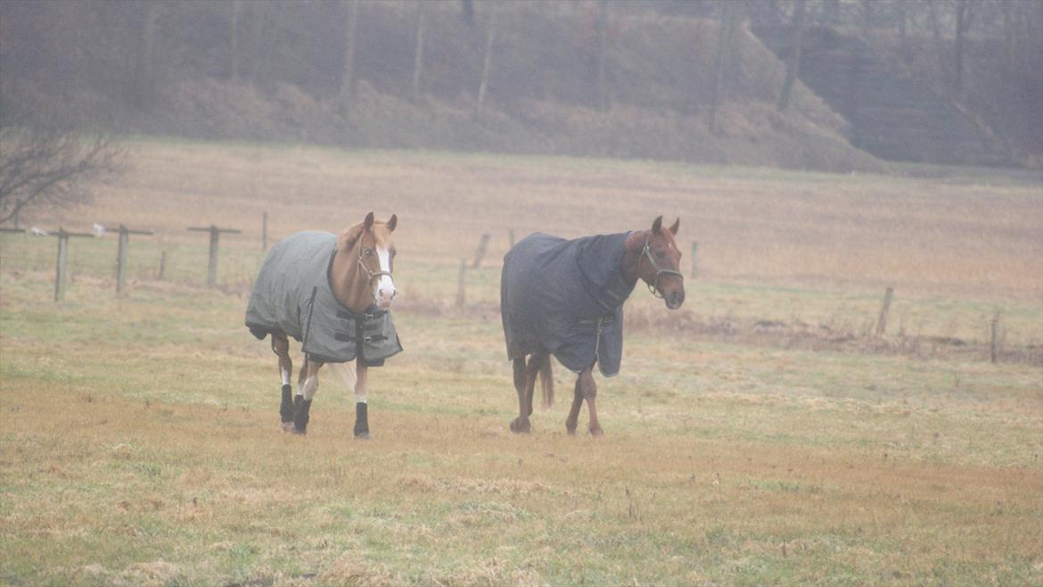 Tysk Sportspony Penny Lane - Penny sammen med storebror billede 6