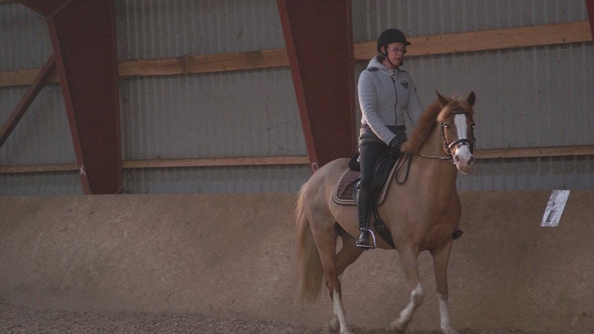 Tysk Sportspony Penny Lane - Så er vi ligesom igang billede 7