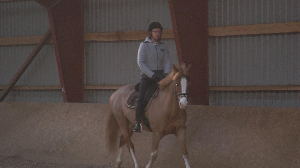 Tysk Sportspony Penny Lane - Og det går jo fint billede 8