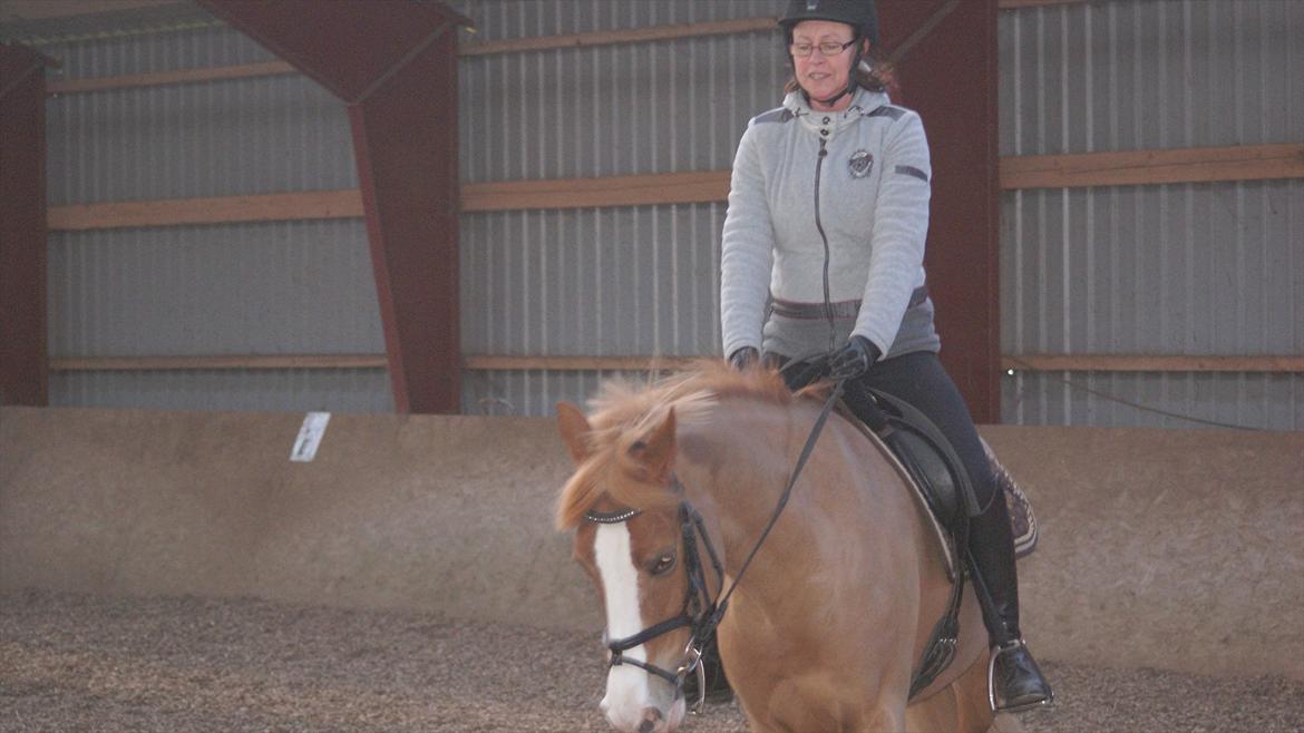 Tysk Sportspony Penny Lane billede 9