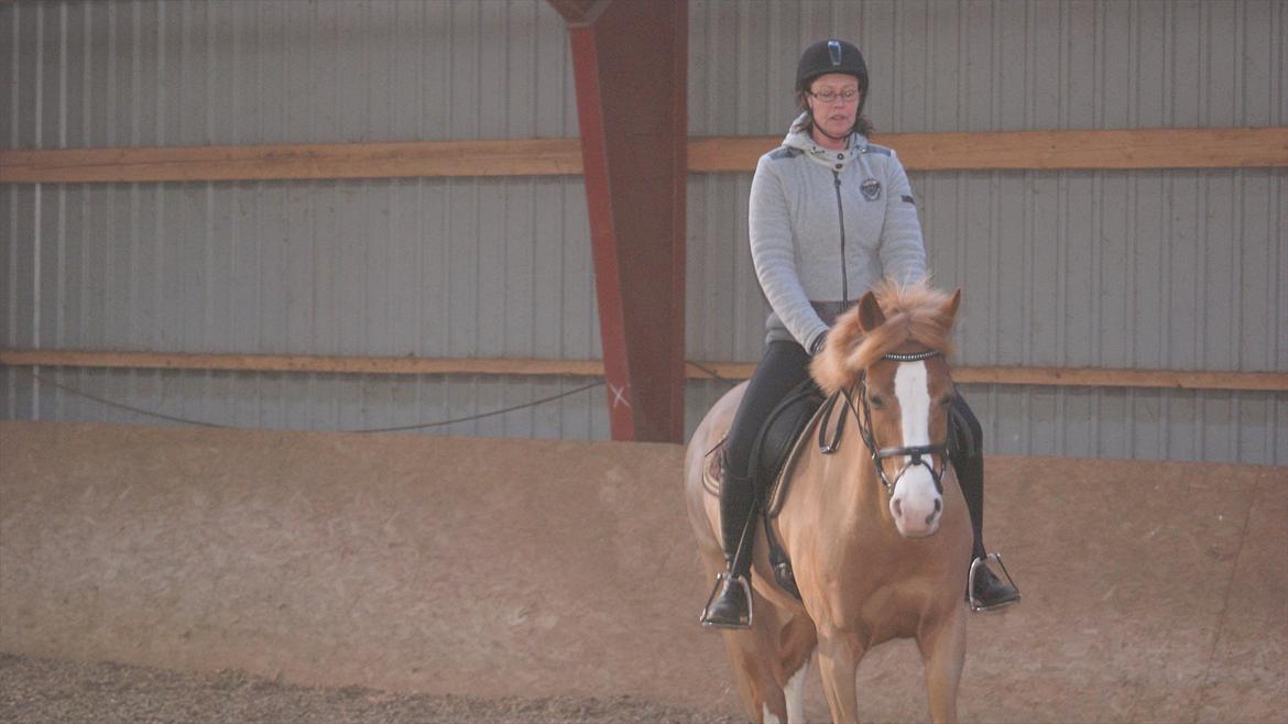 Tysk Sportspony Penny Lane billede 10