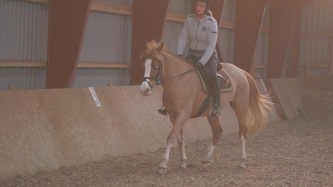 Tysk Sportspony Penny Lane billede 11