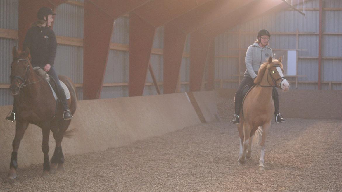 Tysk Sportspony Penny Lane billede 12