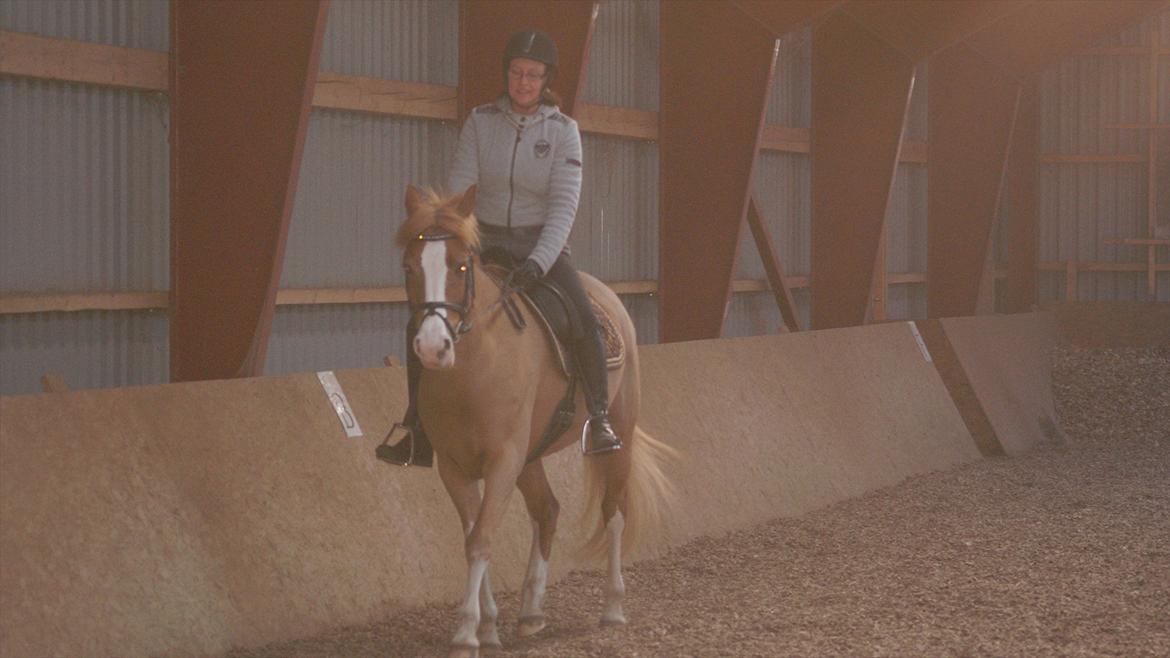 Tysk Sportspony Penny Lane billede 13