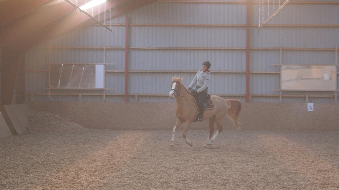 Tysk Sportspony Penny Lane billede 15