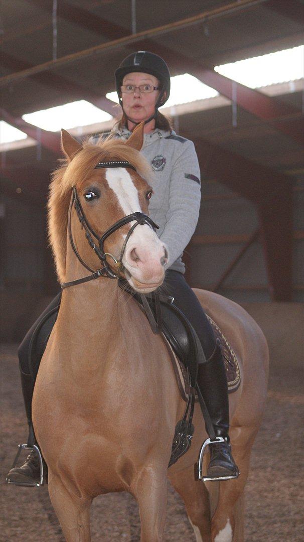 Tysk Sportspony Penny Lane - Som hest så ejer billede 16