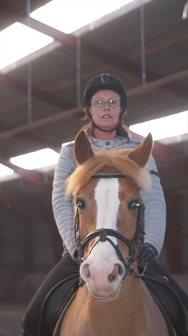 Tysk Sportspony Penny Lane billede 17