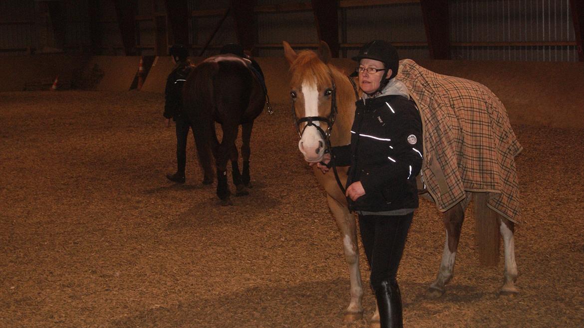 Tysk Sportspony Penny Lane billede 19