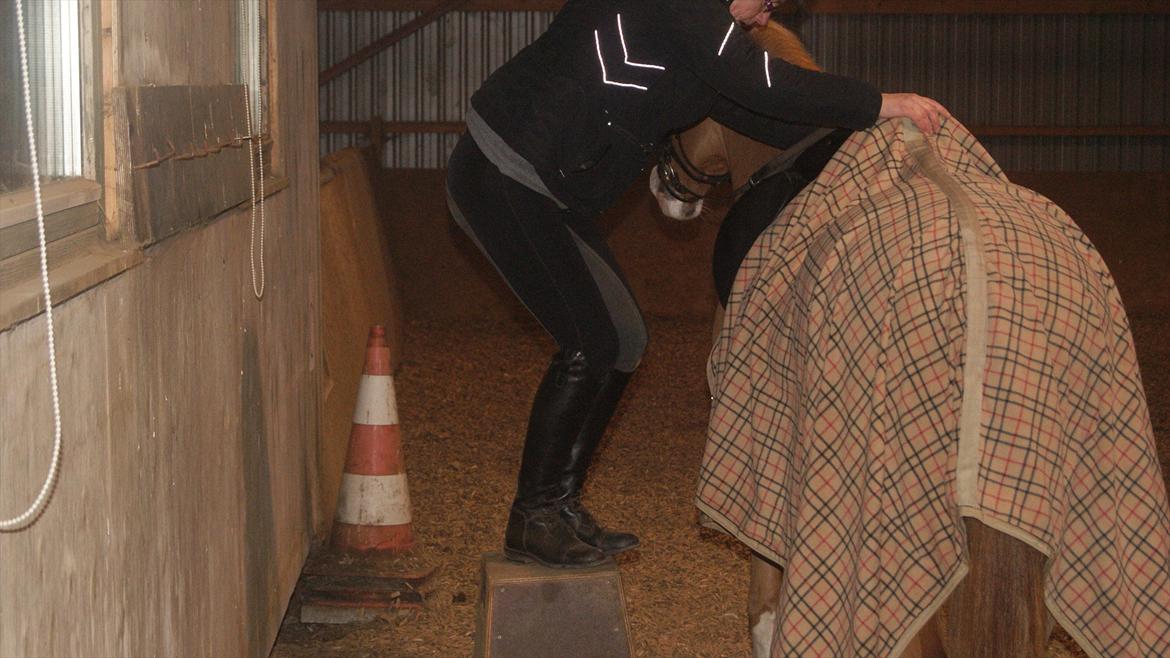 Tysk Sportspony Penny Lane - Øhh hvordan er det lige vi gør billede 20