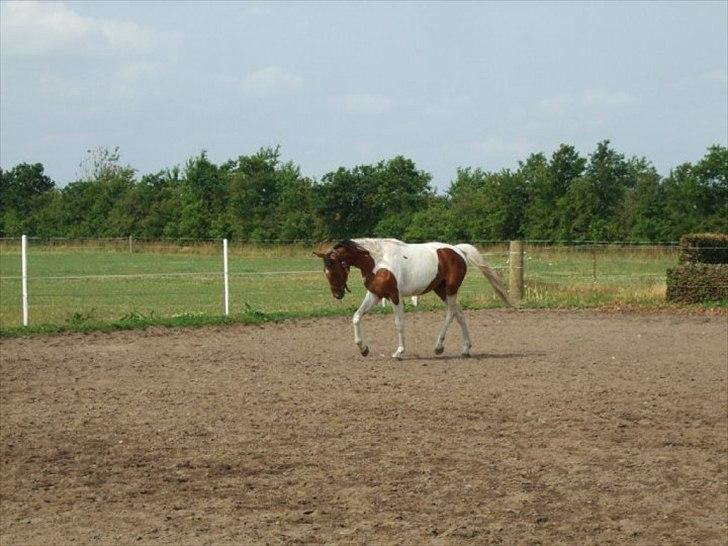 Pinto Lady billede 4