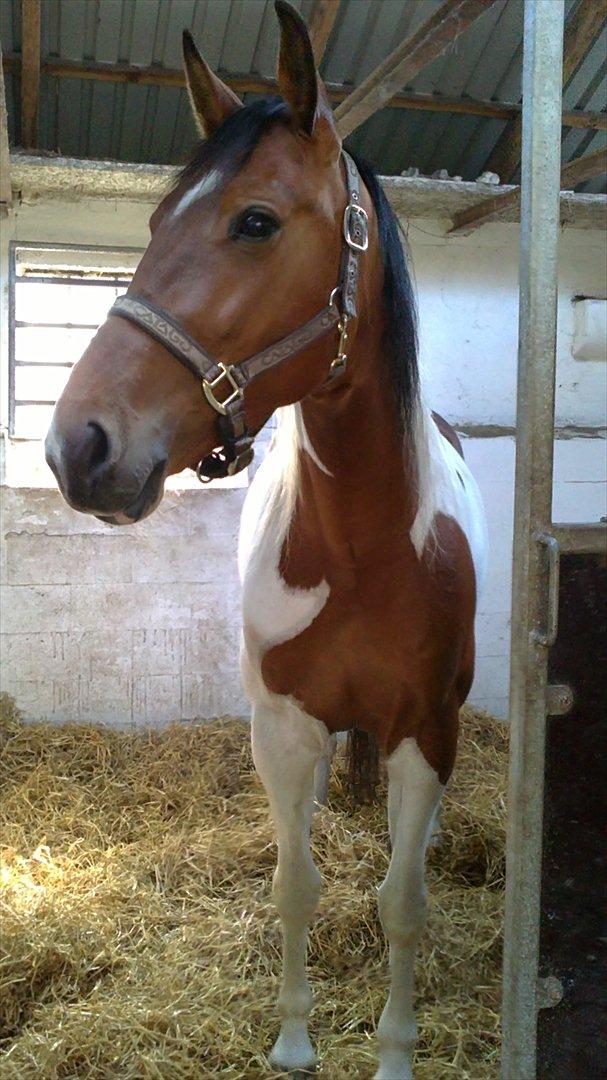 Pinto Lady billede 7