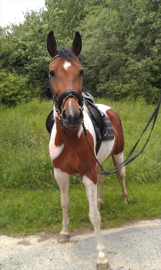 Pinto Lady billede 10