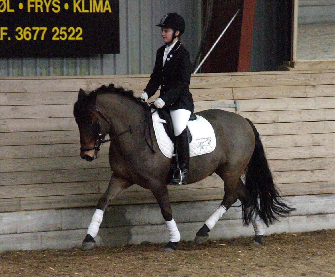 New Forest | Lundemarksg. Cappuccino - Lækker trav <3 - Freja og Tyk ARK 25-02-12 LC1 62% - Foto: Lotte Dahlin billede 2