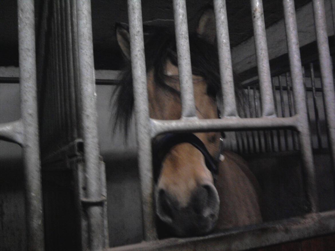 Anden særlig race Bailey spring-ponyen!!<3 billede 18