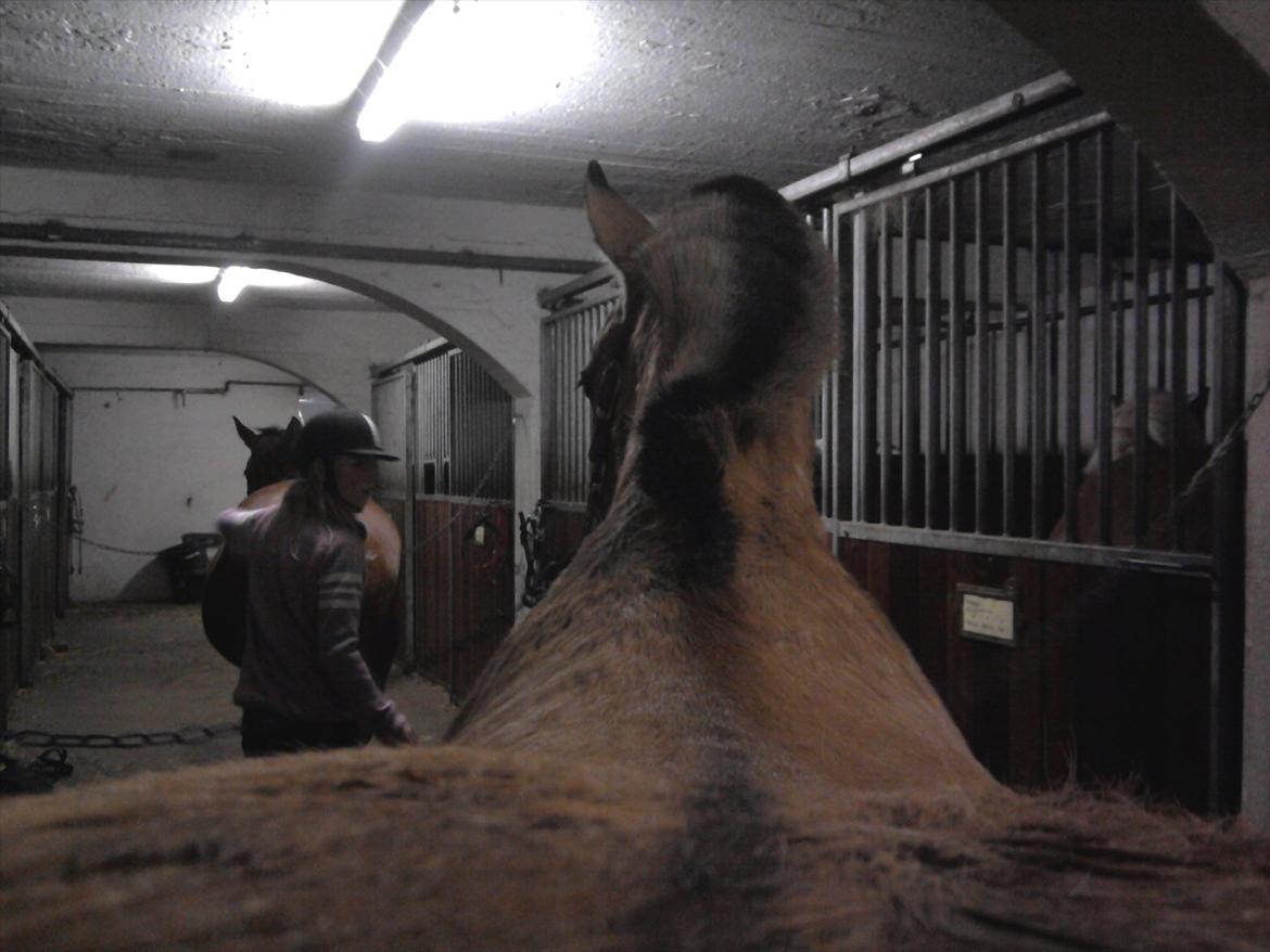 Anden særlig race Bailey spring-ponyen!!<3 billede 19