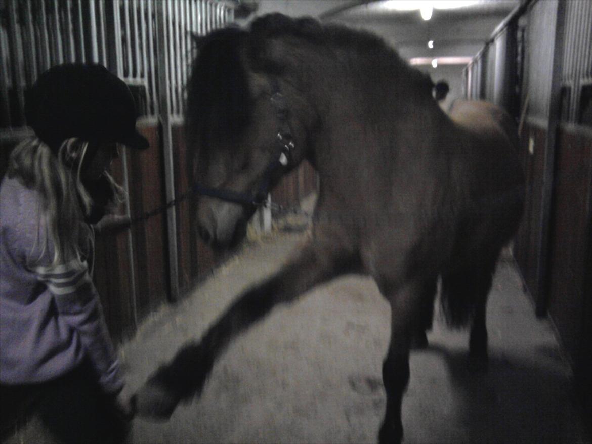 Anden særlig race Bailey spring-ponyen!!<3 billede 1