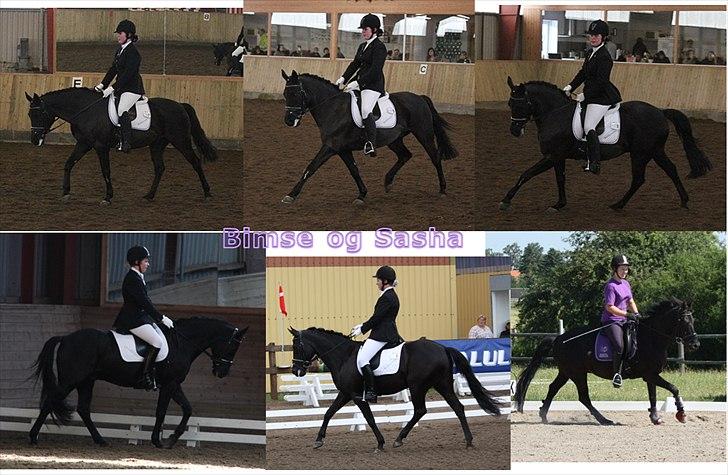 DSP Bethoven af stensnæs B-pony - de øverste billeder er fra i år, og dem nedenunder er fra 2009 og 2010
 billede 13