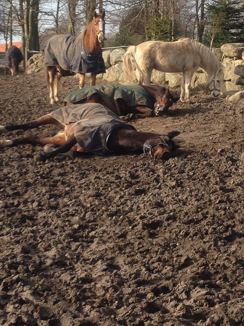 Oldenborg Højgaards Santos billede 4