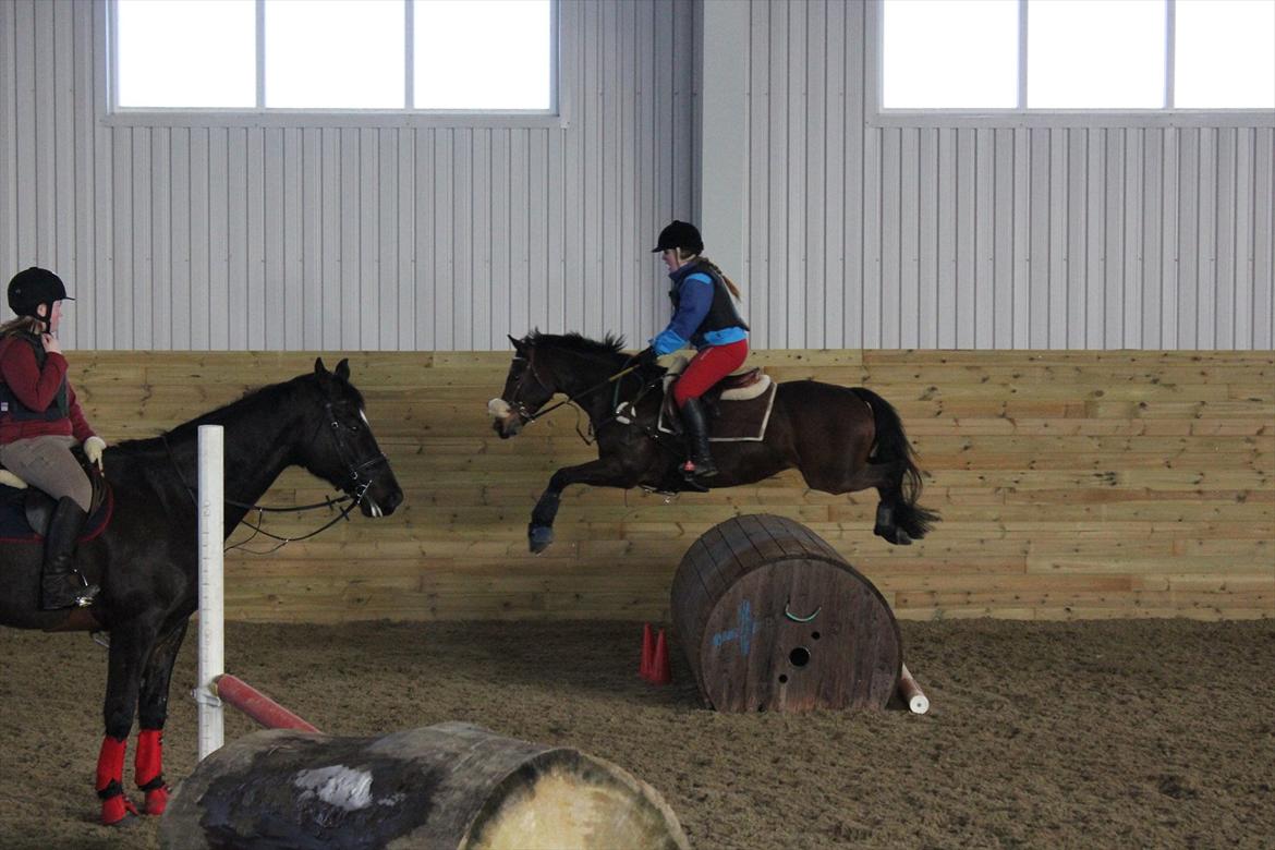 Norsk Sportspony Electric Crescendo (Cresco)[tidl. lånepony] billede 2
