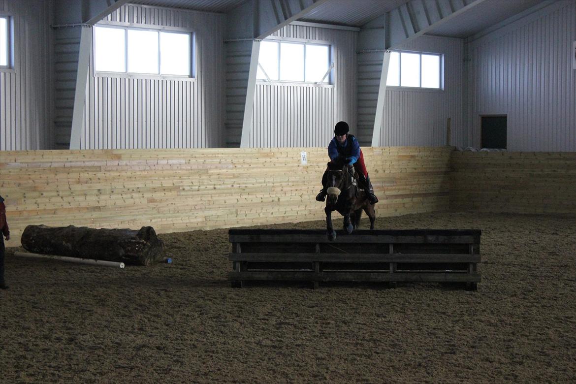 Norsk Sportspony Electric Crescendo (Cresco)[tidl. lånepony] billede 14