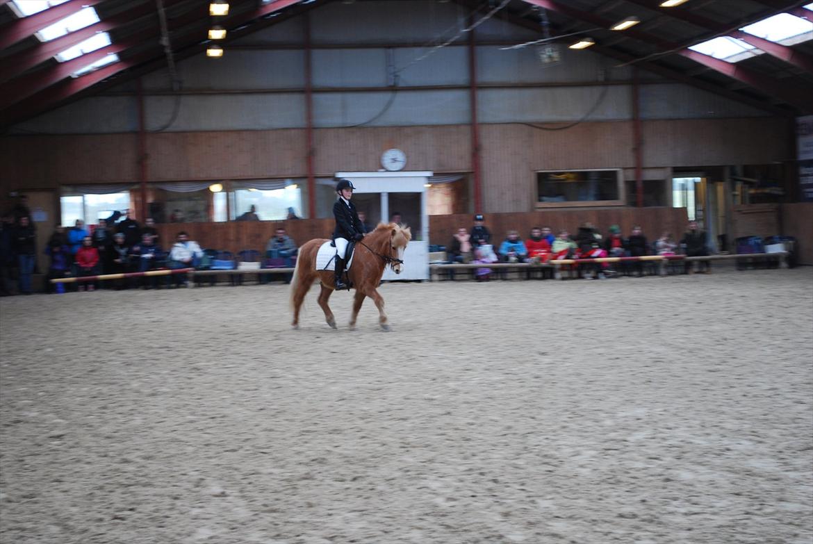 Islænder Glossi billede 10