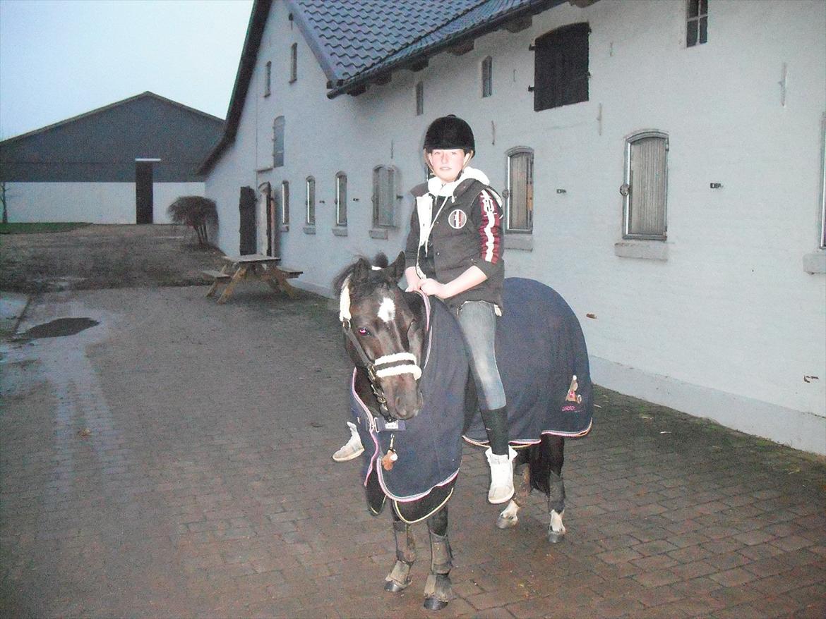 Anden særlig race Maccoya  billede 1