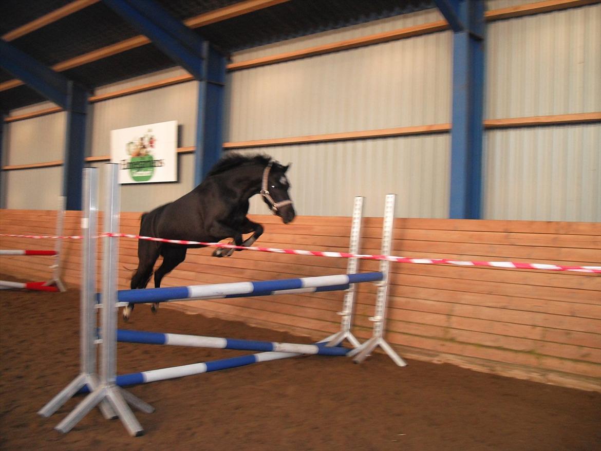 Anden særlig race Maccoya  billede 2