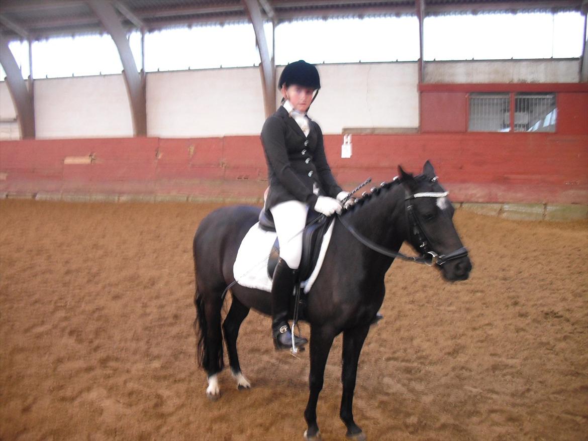 Anden særlig race Maccoya  billede 4