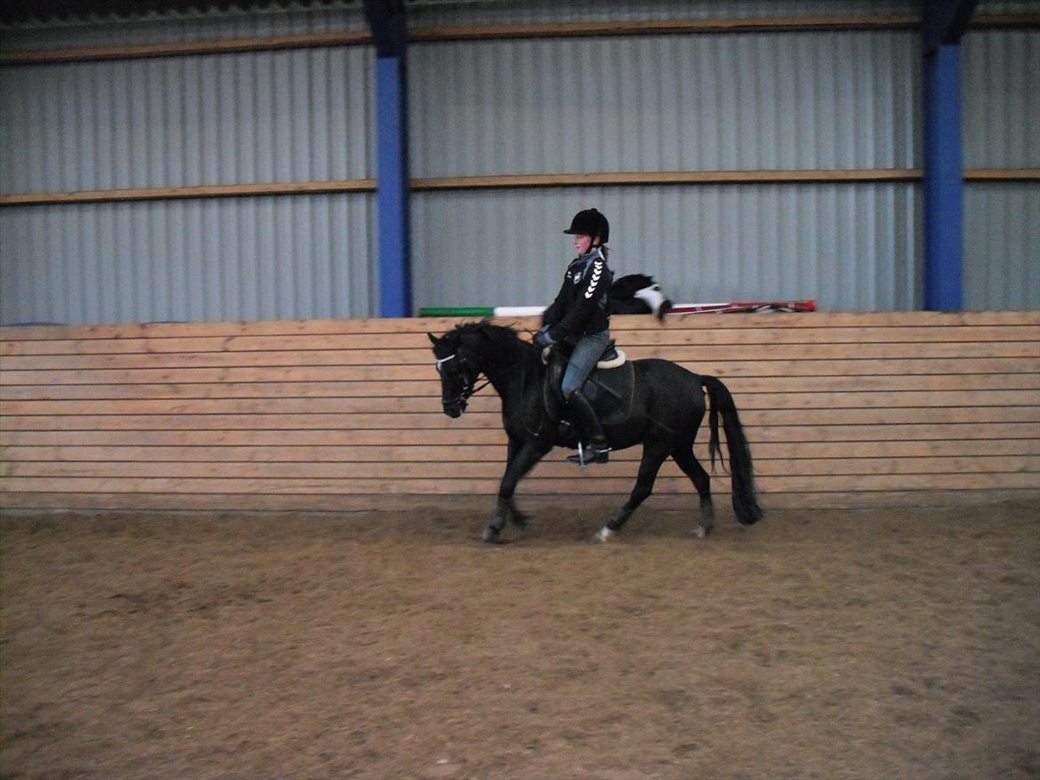 Anden særlig race Maccoya  billede 5