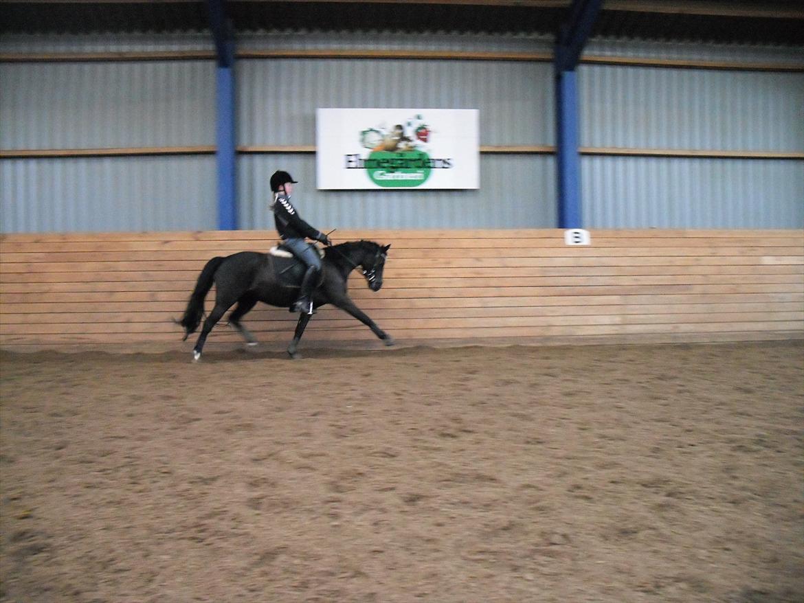 Anden særlig race Maccoya  billede 6