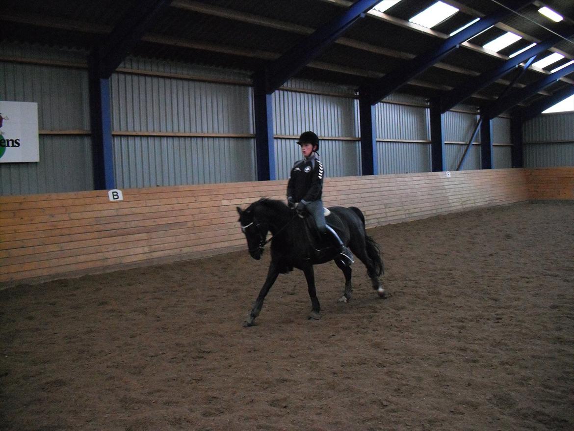 Anden særlig race Maccoya  billede 9