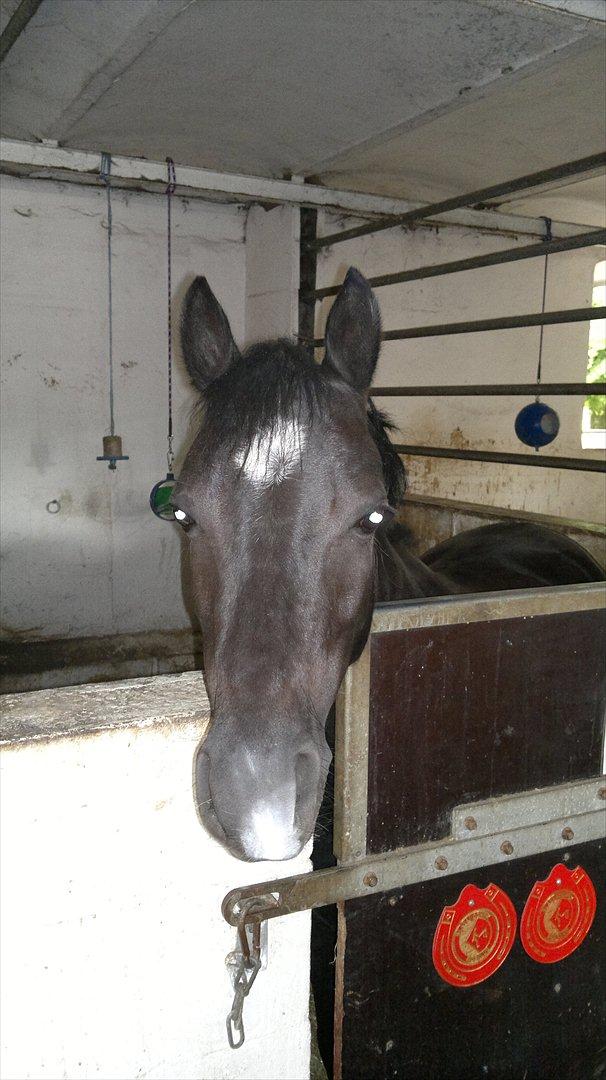 Anden særlig race Maccoya  billede 10