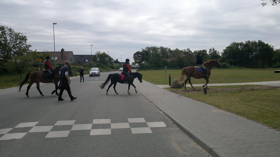 Anden særlig race Maccoya  billede 11