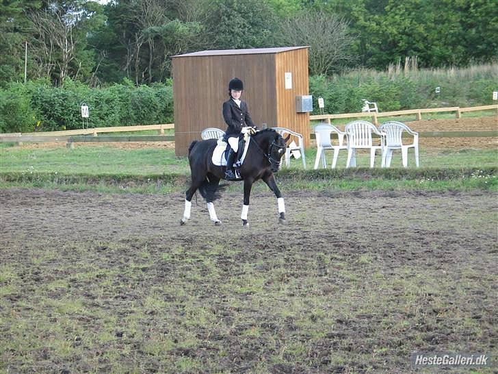 Anden særlig race Maccoya  billede 12