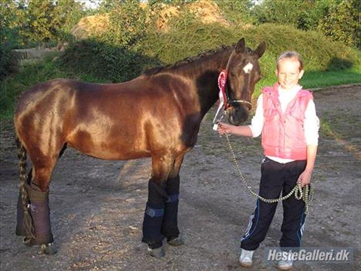 Anden særlig race Maccoya  billede 13