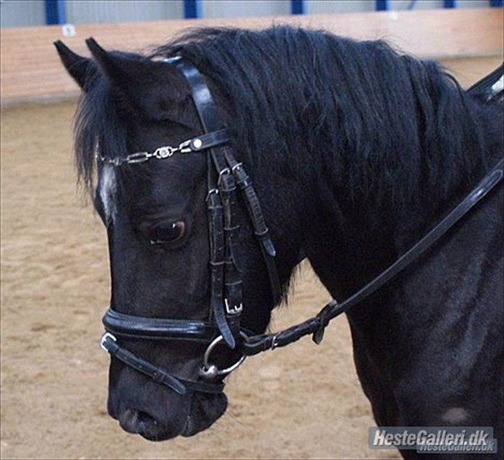 Anden særlig race Maccoya  billede 14
