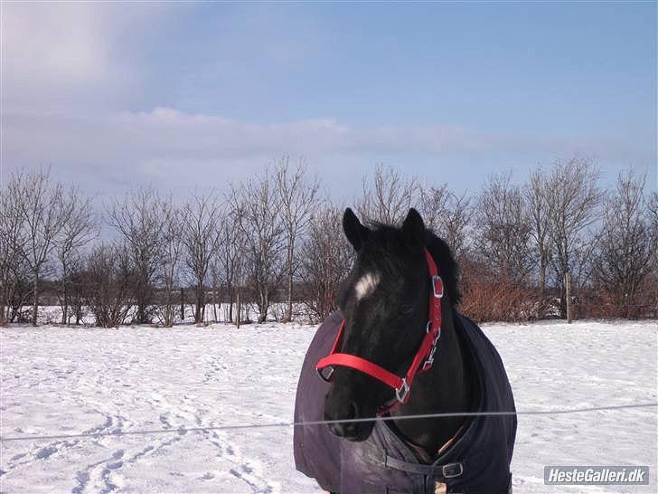 Anden særlig race Maccoya  billede 15