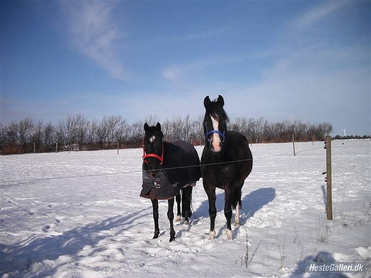 Anden særlig race Maccoya  billede 16