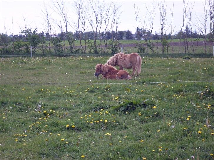 Anden særlig race Pretty One - Pretty´s mor Viola dagen før fødslen billede 2